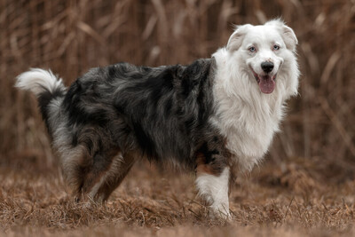 Mylino, Australien Shepard - Rüde