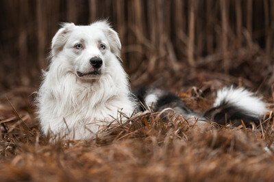 Mylino, Australien Shepard - Rüde