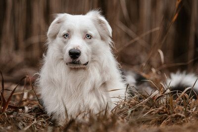 Mylino, Australien Shepard - Rüde