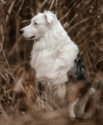 Mylino, Australien Shepard - Rüde