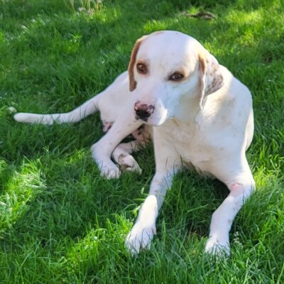 Mylo -unfassbar lieb, freundlich und sanftmütig, Mischling - Rüde
