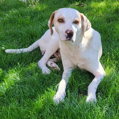 Mylo -unfassbar lieb, freundlich und sanftmütig, Mischling - Rüde