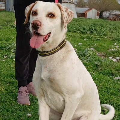 Mylo -unfassbar lieb, freundlich und sanftmütig / Vorgemerkt, Mischling - Rüde