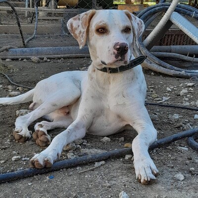 Mylo -unfassbar lieb, freundlich und sanftmütig / Vorgemerkt, Mischling - Rüde