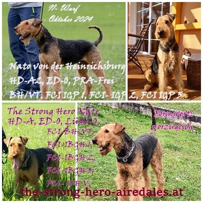 N- Wurf, Airedale-Terrier Welpen - Hündin