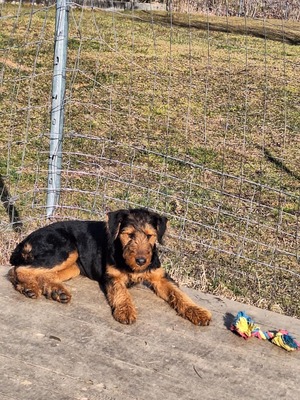 N- Wurf, Airedale-Terrier Welpen - Hündin