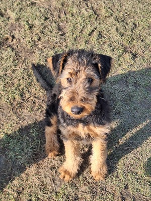 N- Wurf, Airedale-Terrier Welpen - Hündin