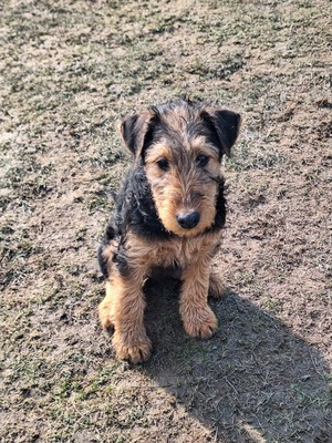 N- Wurf, Airedale-Terrier Welpen - Hündin