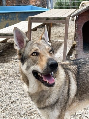Nøkken, Tschechoslow. Wolfshund - Rüde