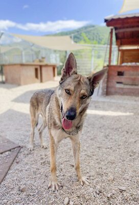 Nøkken, Tschechoslow. Wolfshund - Rüde
