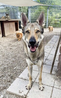 Nøkken, Tschechoslow. Wolfshund - Rüde