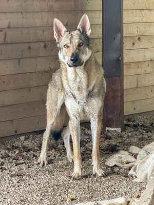 Nøkken, Tschechoslow. Wolfshund - Rüde