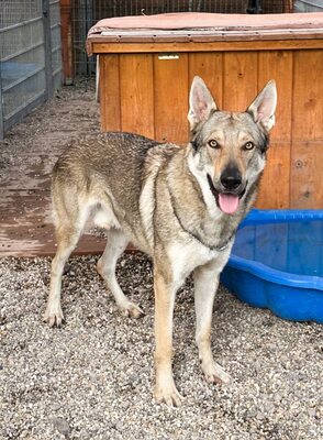 Nøkken, Tschechoslow. Wolfshund - Rüde