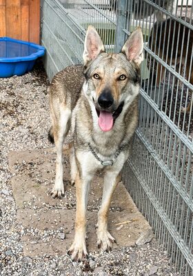 Nøkken, Tschechoslow. Wolfshund - Rüde