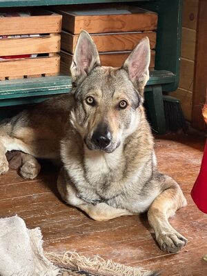 Nøkken, Tschechoslow. Wolfshund - Rüde