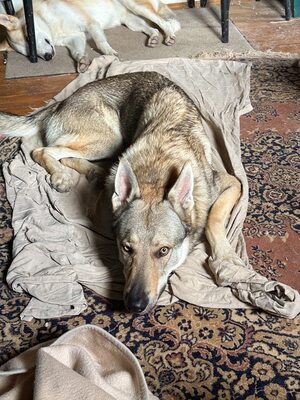 Nøkken, Tschechoslow. Wolfshund - Rüde