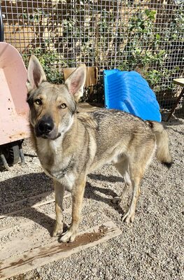 Nøkken, Tschechoslow. Wolfshund - Rüde