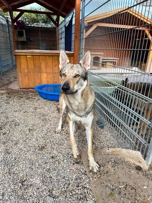 Nøkken, Tschechoslow. Wolfshund - Rüde