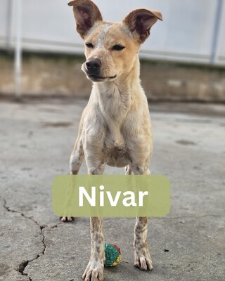 Nívar, Mischling - Hündin