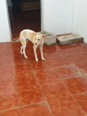 Nívar, Mischling - Hündin