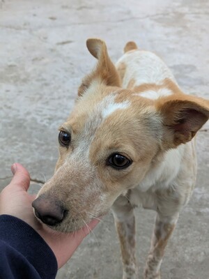 Nívar, Mischling - Hündin