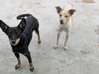 Nívar, Mischling - Hündin