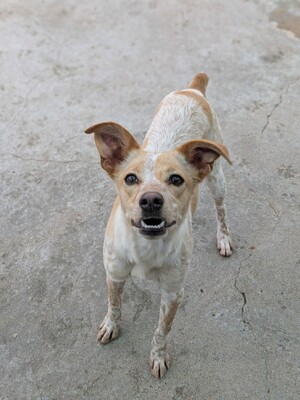 Nívar, Mischling - Hündin