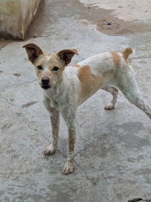 Nívar, Mischling - Hündin