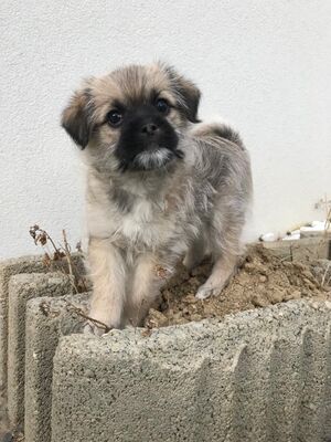 NACHO Welpenbub, Terriermischling Welpen - Rüde