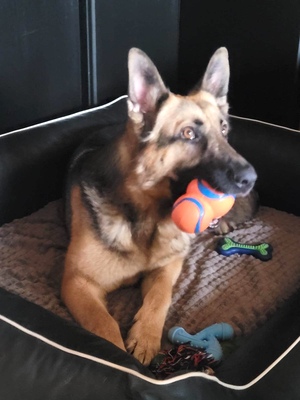 NADETTE, Schäferhund - Hündin