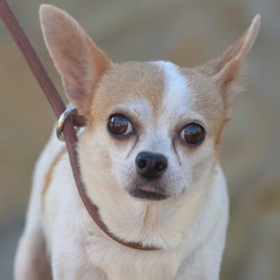 NALA - Linares, Chihuahua - kastriert - Hündin