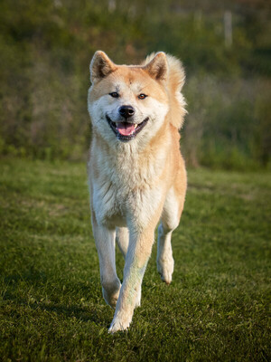 NANA - R E S E R V I E R T !!!!! freundlich, neugierig, gutmütig, bewegungsfreudig, intelligent, zu Beginn misstrauisch und vorsichtig, Akita Inu (Video auf HP) - Hündin