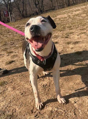 NANA - R E S E R V I E R T !!!!! menschenorientiert, überaus freundlich, sehr anhänglich, verschmust, leicht zu motivieren, American Staffordshire Terrier (Video auf HP) - Betreuung Wien - Hündin