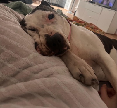 NANA - R E S E R V I E R T !!!!! menschenorientiert, überaus freundlich, sehr anhänglich, verschmust, leicht zu motivieren, American Staffordshire Terrier (Video auf HP) - Betreuung Wien - Hündin