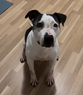 NANA - R E S E R V I E R T !!!!! menschenorientiert, überaus freundlich, sehr anhänglich, verschmust, leicht zu motivieren, American Staffordshire Terrier (Video auf HP) - Betreuung Wien - Hündin