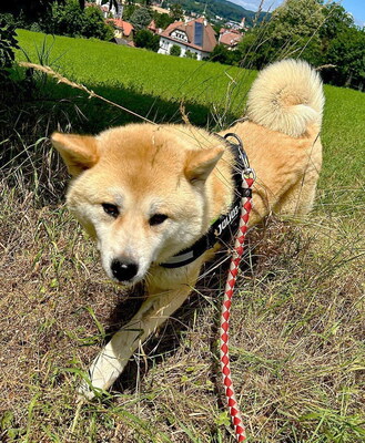 NANA - freundlich, neugierig, gutmütig, bewegungsfreudig, intelligent, katzenverträglich, zu Beginn misstrauisch und vorsichtig, Akita Inu (Video auf HP) - Betreuungsplatz NÖ - Hündin