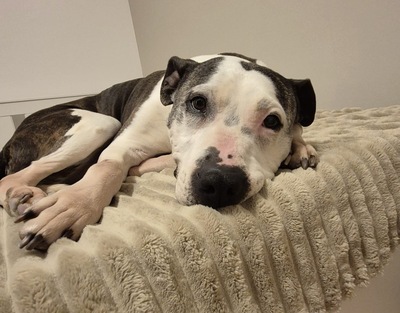 NANA - menschenorientiert, überaus freundlich, sehr anhänglich, verschmust, leicht zu motivieren, American Staffordshire Terrier (Video auf HP) - Betreuungsplatz Wien - Hündin