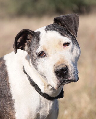 NANA - menschenorientiert, überaus freundlich, sehr anhänglich, verschmust, leicht zu motivieren, als Zweithund zu einem Rüden