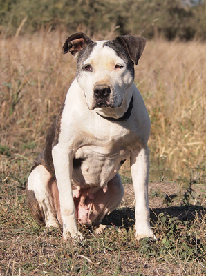 NANA - menschenorientiert, überaus freundlich, sehr anhänglich, verschmust, leicht zu motivieren, als Zweithund zu einem Rüden, American Staffordshire Terrier (Video-Link vorhanden) - Hündin