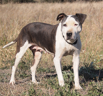 NANA - menschenorientiert, überaus freundlich, sehr anhänglich, verschmust, leicht zu motivieren, als Zweithund zu einem Rüden, American Staffordshire Terrier (Video-Link vorhanden) - Hündin