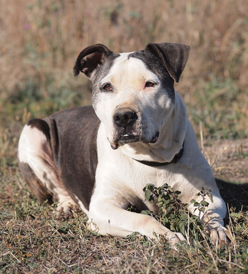 NANA - menschenorientiert, überaus freundlich, sehr anhänglich, verschmust, leicht zu motivieren, als Zweithund zu einem Rüden, American Staffordshire Terrier (Video-Link vorhanden) - Hündin