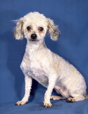 NANCY - R E S E R V I E R T !!!!! freundlich und gutherzig, anhänglich, verschmust, lernfreudig, lebhaft, katzenverträglich, anfangs etwas ängstlich, Pudel Mischling - Hündin