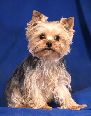 NANCY - lieb und neugierig, lebhaft, sehr intelligent, verschmust, katzenverträglich, anfangs etwas ängstlich, Yorkshire Terrier - Hündin