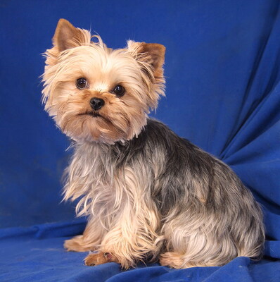 NANCY - lieb und neugierig, lebhaft, sehr intelligent, verschmust, katzenverträglich, anfangs etwas ängstlich, Yorkshire Terrier - Hündin