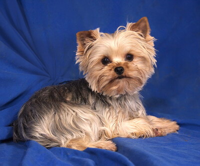 NANCY - lieb und neugierig, lebhaft, sehr intelligent, verschmust, katzenverträglich, anfangs etwas ängstlich, Yorkshire Terrier - Hündin