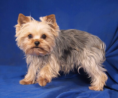 NANCY - lieb und neugierig, lebhaft, sehr intelligent, verschmust, katzenverträglich, anfangs etwas ängstlich, Yorkshire Terrier - Hündin