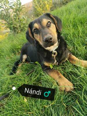 NANDI sucht seine Familie, Bracken-Mischling Welpen - Rüde