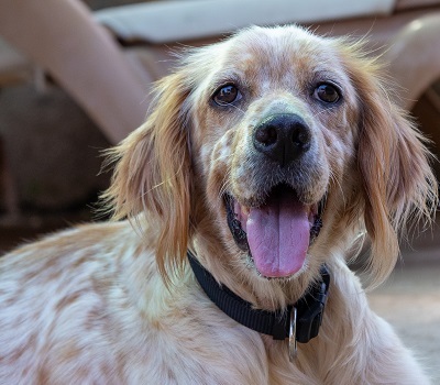 NANOU, English Setter - Hündin