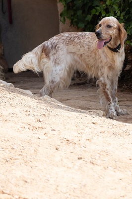 NANOU, English Setter - Hündin