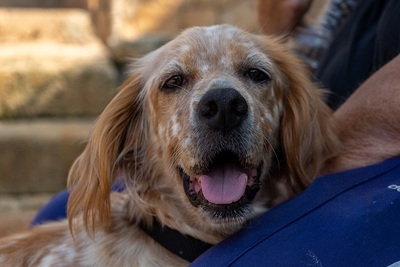 NANOU, English Setter - Hündin